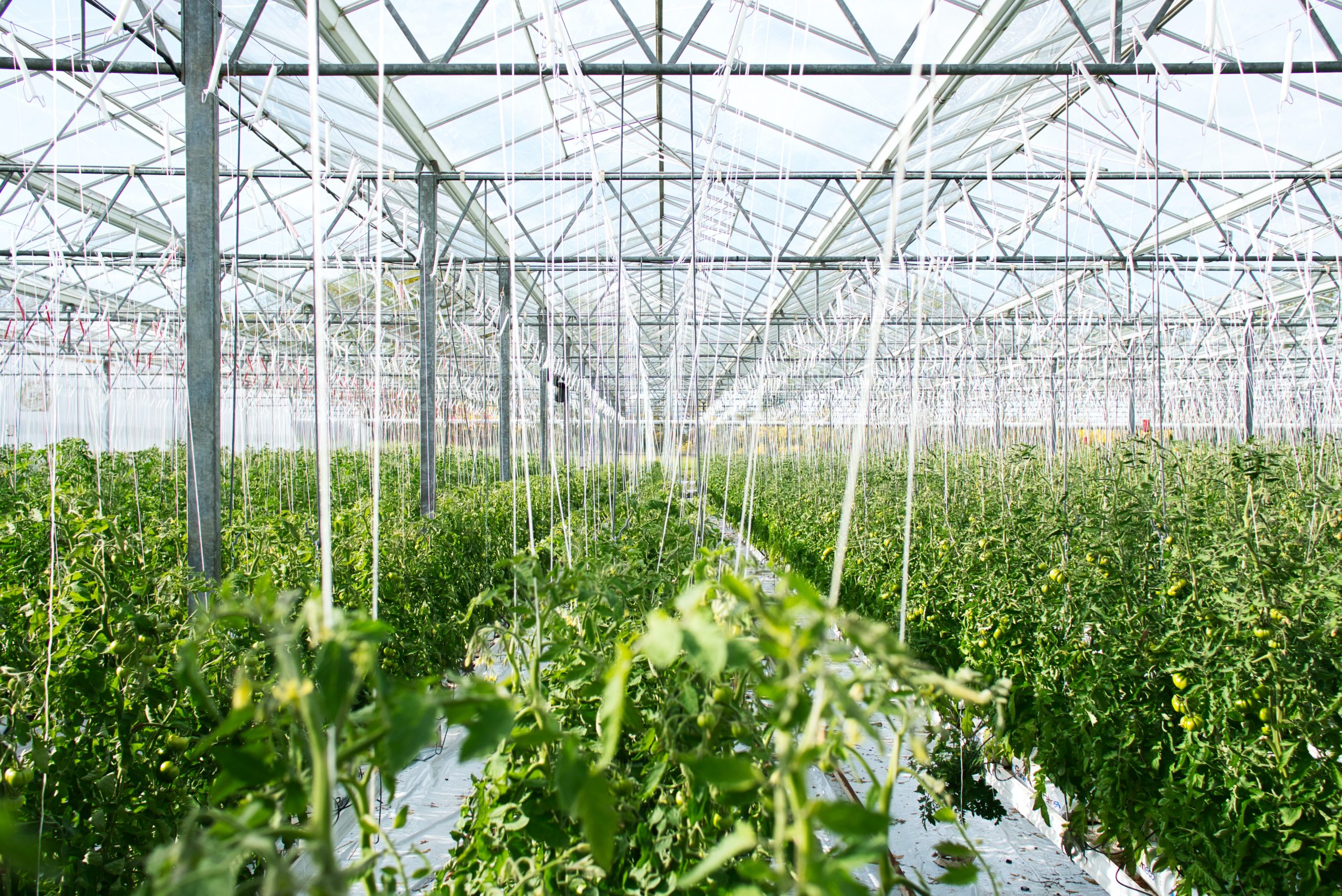 INKOPONTREN buka peluang investasi hortikultura